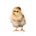 Watercolor drawing of a cute baby chicken isolated on white background. Illustration for greeting cards Royalty Free Stock Photo