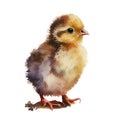 Watercolor drawing of a cute baby chicken isolated on white background. Illustration for greeting cards Royalty Free Stock Photo