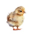 Watercolor drawing of a cute baby chicken isolated on white background. Illustration for greeting cards Royalty Free Stock Photo