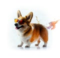 Watercolor drawing of a cute corgi puppy. Little corgi with glasses