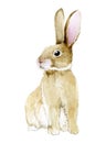 Watercolor drawing. cute rabbit. easter bunny, hare isolated on white background clipart. realistic drawing, illustrationwatercolo