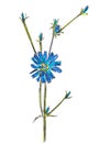 Watercolor drawing. Delicate light blue chicory flower on a green stem on a white background Royalty Free Stock Photo