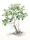 Watercolor Drawing of Dendrophylax Lindenii on White Background AI Generated Royalty Free Stock Photo