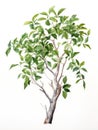 Watercolor Drawing of Dendrophylax Lindenii on White Background AI Generated Royalty Free Stock Photo