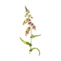 watercolor drawing digitalis