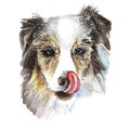 Watercolor drawing of a dog collie in the snow, snowflakes, licking, pink tongue, portrait of a dog, winter cold, for a new year a