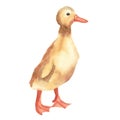 Watercolor drawing duckling. Lovely little animal. Bright, positive illustration