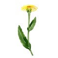 watercolor drawing elecampane flower Royalty Free Stock Photo