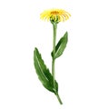 watercolor drawing elecampane flower