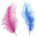 Watercolor drawing, feathers, blue feather, pink feather