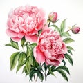 Realistic Watercolor Painting Of Pink Peonies On White Background Royalty Free Stock Photo