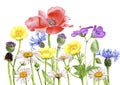 watercolor drawing field flowers and plants Royalty Free Stock Photo