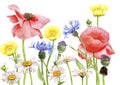 watercolor drawing field flowers and plants Royalty Free Stock Photo