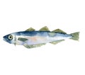 watercolor drawing fish, blue whiting,poutassou