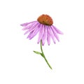 Watercolor drawing flower of echinacea