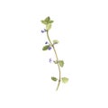 Watercolor drawing flower of ground-ivy