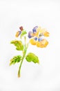 Watercolor drawing of the flower isolated on white background. Illustration of kiss-me-quick Royalty Free Stock Photo