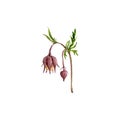 watercolor drawing flower of purple avens