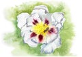 Watercolor drawing of a flower - tree peony with a bee Royalty Free Stock Photo