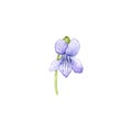 watercolor drawing flower of viola