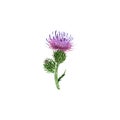 watercolor drawing flower of welted thistle