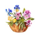 Watercolor drawing of flowerbed. Cute purple, blue, yellow pansies