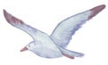 Watercolor drawing of a flying seagull