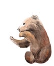 Watercolor drawing of a forest animal - brown bear cub