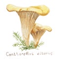 Watercolor drawing of forest mushrooms - chanterelles, sketch