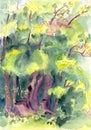 Watercolor drawing of forest summer landscapee with trees and bushes Royalty Free Stock Photo