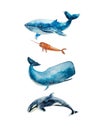 Watercolor drawing of four whales isolated on the white background. Illustration of oceanic. Set of whales Royalty Free Stock Photo