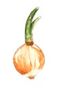 Watercolor drawing of fresh leek isolated on the white background. Illustration of raw leek Royalty Free Stock Photo
