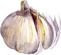 Watercolor drawing garlic