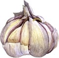 Watercolor drawing garlic