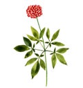 watercolor drawing ginseng plant Royalty Free Stock Photo