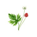 watercolor drawing goldenseal Royalty Free Stock Photo