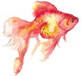 Watercolor drawing of a goldfish