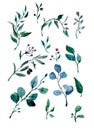 Watercolor drawing of green branches of eucalyptus and olive tree