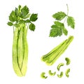 Watercolor drawing green celery