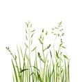 Watercolor drawing green grass