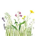 Watercolor drawing green grass and flowers