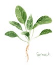 Watercolor Drawing Of Greenery - Spinach Plant, Spice