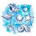 Watercolor drawing by the hand of different seashells and starfishes