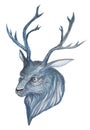 Watercolor drawing of a head with antlers of a christmas deer, in gray blue tones, isolated on a white background Royalty Free Stock Photo