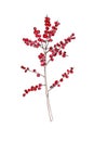 Watercolor drawing of ilex branches. Red winterberry. Christmas plant. Watercolor illustration isolated on white.