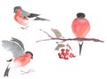 Watercolor drawing, illustration. Bullfinch in different poses.