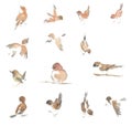 Watercolor drawing, illustration. Sparrows in different poses.