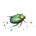 Watercolor drawing of an insect - bug bronze spotted