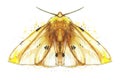 Watercolor drawing of an insect night butterfly, moth, yellow bear, beautiful wings, shaggy, animal, print, decor, design