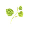 watercolor drawing kava plant Royalty Free Stock Photo
